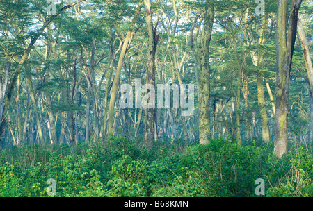 Foresta Misteriosa nelle prime ore del mattino Foto Stock