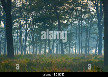 Foresta Misteriosa nelle prime ore del mattino Foto Stock