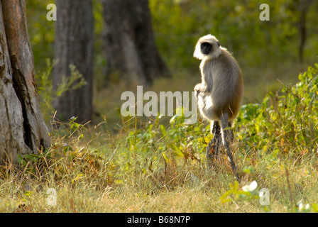 HANUMAN LANGUR IN NAGARHOLE PARCO NAZIONALE DI KARNATAKA Foto Stock