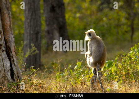 HANUMAN LANGUR IN NAGARHOLE PARCO NAZIONALE DI KARNATAKA Foto Stock