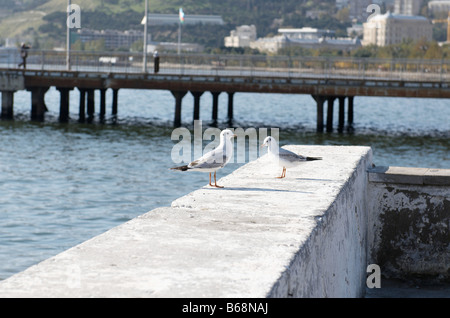 Due gabbiani su un mare quay Baku Azerbaigian Foto Stock