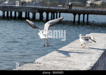 Due gabbiani su un mare quay Baku Azerbaigian Foto Stock