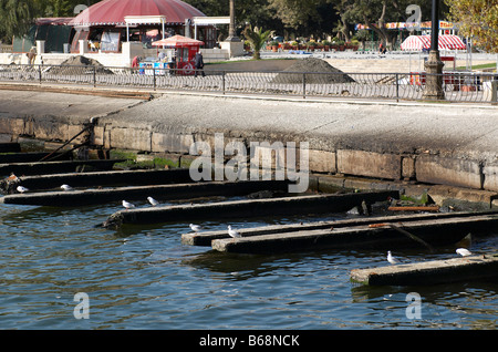 I gabbiani su un mare quay Baku Azerbaigian Foto Stock