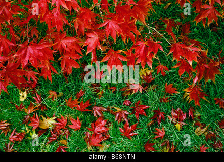 Acer palmatum O Sakazuki Colore di autunno Foto Stock