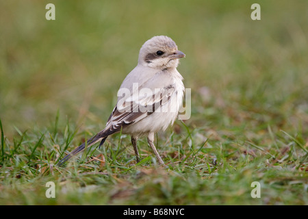 Steppa grigio, Shrike lanius meridionalis pallidirostris, Grainthorpe Haven, Lincolnshire, Inghilterra Foto Stock