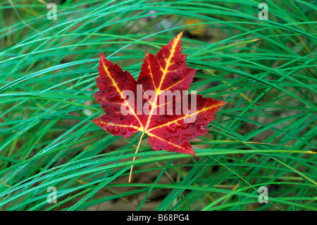 Maple Leaf poggia su erba di prato in autunno il grande prato Parco Nazionale di Acadia nel Maine USA Foto Stock