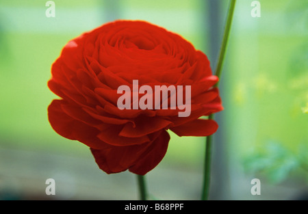 Ranunculus BLOOMINGDATE Foto Stock