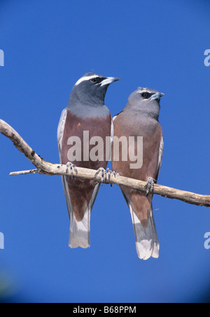 White browed Woodswallow Artamus superciliosus fotografato nel Queensland Australia Foto Stock