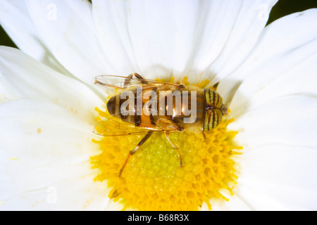 Passare il puntatore del mouse-fly, Eristalinus taeniops. Alimentazione in fiore. Vista superiore Foto Stock