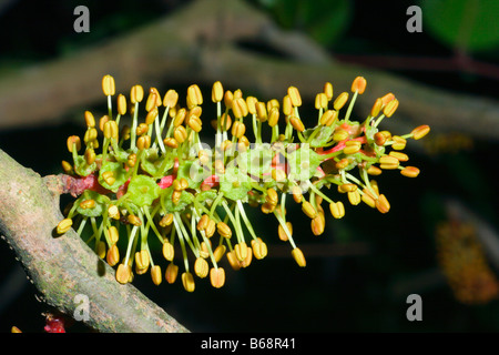 Il Carrubo, Ceratonia siliqua. Fiore maschile Foto Stock