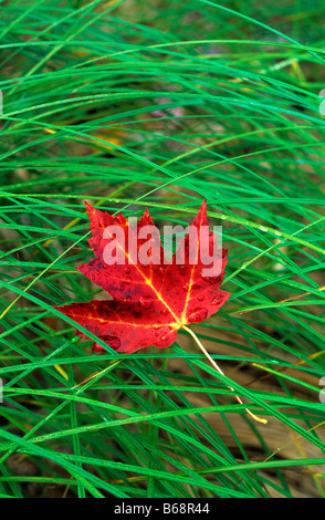 Maple Leaf poggia su erba di prato in autunno il grande prato Parco Nazionale di Acadia nel Maine USA Foto Stock