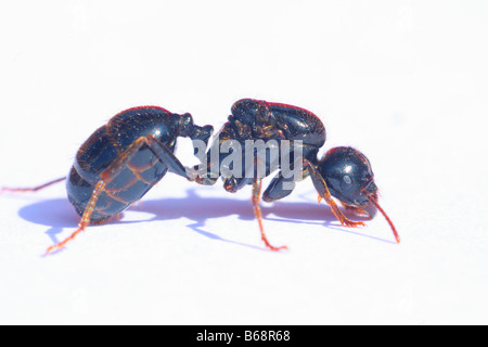 Mietitrice europea Ant, Messor barbarus. Regina subito dopo perde le ali Foto Stock