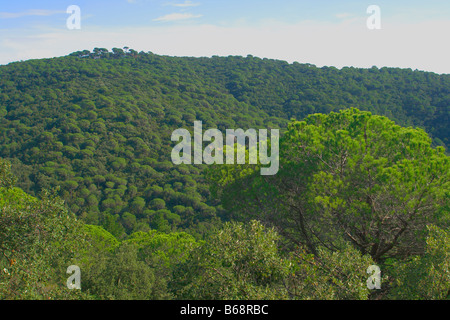 Foresta mediterranea con pini (Pinus pinea). El Montnegre parco naturale. Provincia di Barcellona. La Catalogna. Spagna Foto Stock