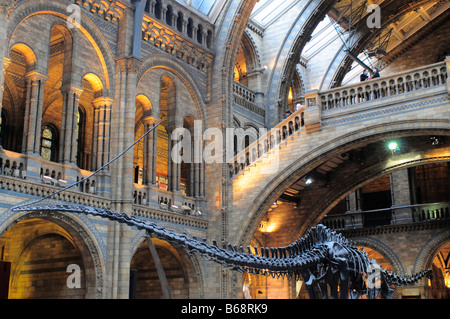 Museo di Storia Naturale principale sala centrale con scheletro Diplodocus South Kensington SW7 London Foto Stock