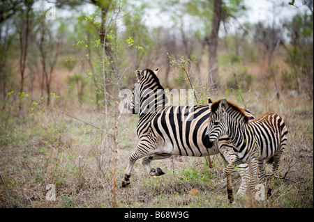 zebre giocose Foto Stock