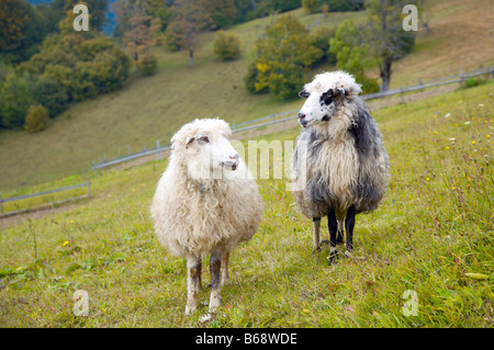Due pecore sulla montagna altopiano pascolo. Montagna dei Carpazi, Ucraina. Foto Stock