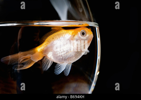 Goldfish in recipiente di vetro, close up Foto Stock