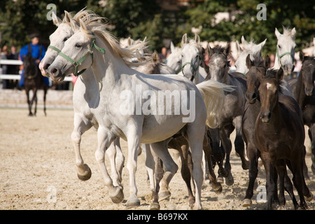 Lipica open day 2008 la Slovenia famosa in tutto il mondo i cavalli lipizzani in Slovenia Foto Stock