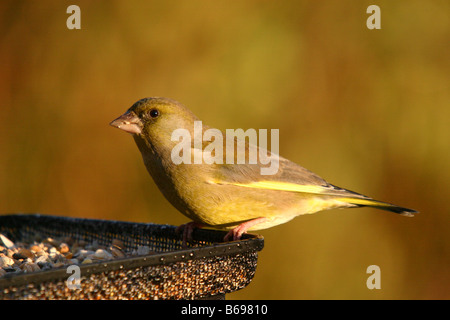 Green finch carduelis chloris avanzamento sul giardino Tavolo di uccelli Foto Stock