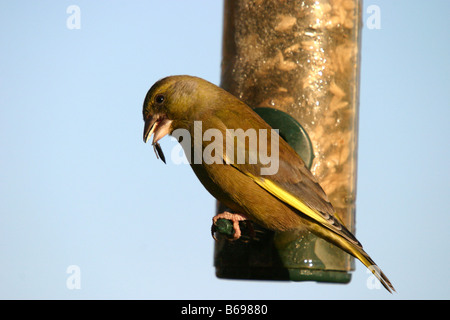 Green finch carduelis chloris avanzamento sul giardino alimentatore di sementi Foto Stock
