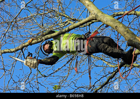 'Albero chirurgo' 'trimming plane tree' in inverno Foto Stock