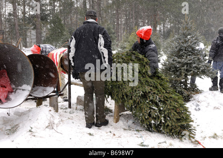 Christmas tree farm Foto Stock