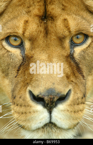 In prossimità della faccia Lions Foto Stock