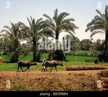 Agricoltura locale nella regione del Delta del Nilo in Egitto il Nord Africa Foto Stock