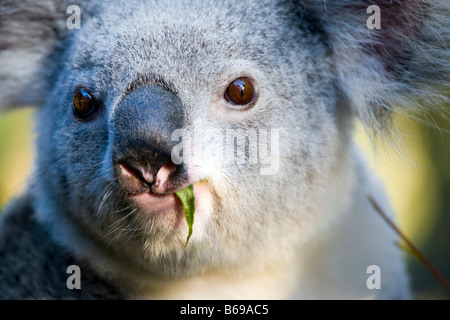 Il Koala di mangiare le foglie di gomma Foto Stock