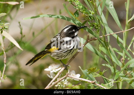 New Holland Honeyeater 'Phylidonyris novaehollandiae' Foto Stock