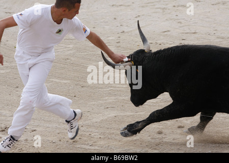 La corrida corso Camarguaise St Marie de la Mer Camargue Francia Foto Stock