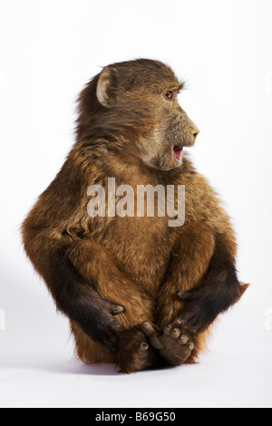 Chacma baboon Papio ursinus babbuino giovani contro uno sfondo bianco Dist Africa meridionale Foto Stock