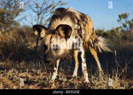 African Wild Dog Lycaon pictus in via di estinzione Dist Africa Subsahariana Foto Stock