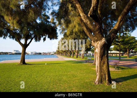 Alberi a Mandurah Australia Occidentale Foto Stock