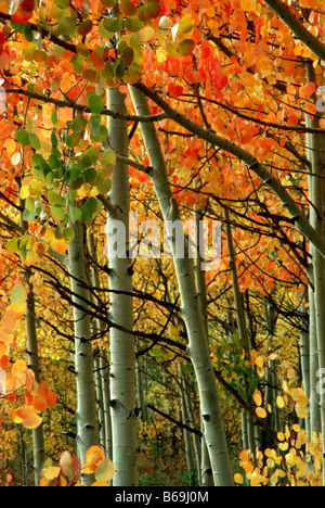 Una sezione di vacilla Aspen (Populus tremuloides) Grove in autunno, Colorado US Foto Stock