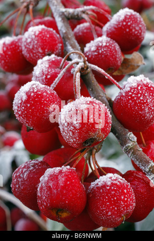 Trasformata per forte gradiente di brina sui frutti di Malus RED SENTINEL AGM Foto Stock