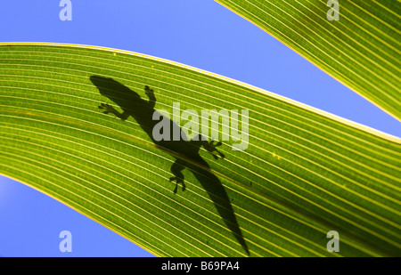 Silhouette di un giorno gecko su una superficie strutturata di foglie di palma con il blu del cielo. Foto Stock