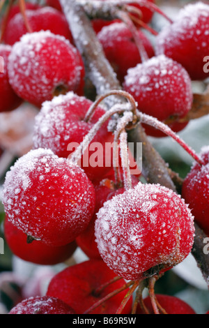 Trasformata per forte gradiente di brina sui frutti di Malus RED SENTINEL AGM Foto Stock