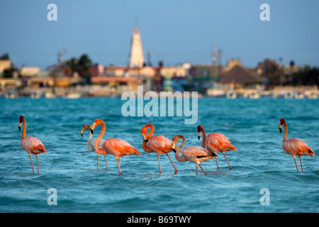 Messico, Yucatan, Rio Lagartos, maggiore di fenicotteri. ( Phoenicopterus ruber). Foto Stock