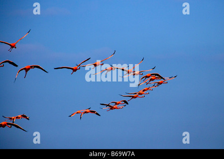 Messico, Yucatan, Rio Lagartos, maggiore di fenicotteri. ( Phoenicopterus ruber) battenti Foto Stock