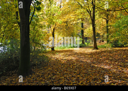 Alberi autunnali nel parco locale Roermond Paesi Bassi Foto Stock