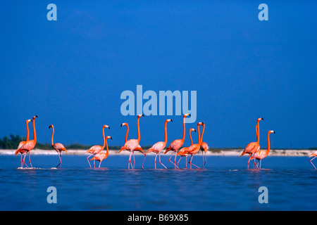 Messico, Yucatan, Rio Lagartos, maggiore di fenicotteri. ( Phoenicopterus ruber). Foto Stock