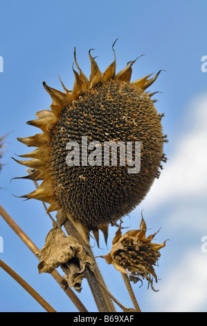 Girasole maturi in autunno Foto Stock