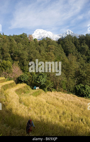 Annapurna Sud e Hiunchuli montagne dal vicino villaggio di Ghandruk, Modi valle fluviale nella catena Hannapurna, Himalaya, Nepal Foto Stock