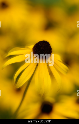 Black-eyed Susan Foto Stock