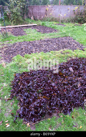 Alga usato come un compost su un giardino della Cornovaglia. La ulteriore letto mostra le alghe che sono stati lasciati a marcire per 2 settimane. Foto Stock