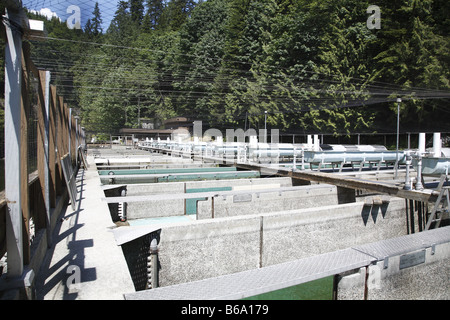 Canada BC Kanada Britisch British Columbia Vancouver Capilano fiume Capilano Salmon Hatchery Foto Stock