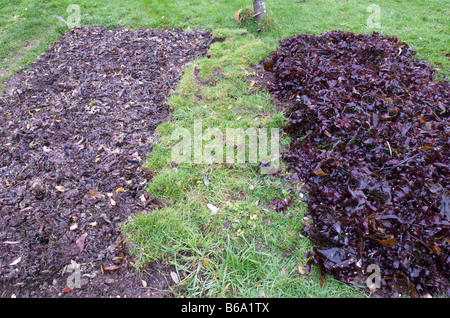 Alga usato come un compost su un giardino della Cornovaglia. Il letto di sinistra mostra le alghe che sono stati lasciati a marcire per 2 settimane. Foto Stock