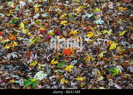 Woodfloor colorato con foglie di autunno Foto Stock