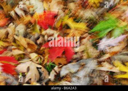 Woodfloor colorato con foglie di autunno Foto Stock